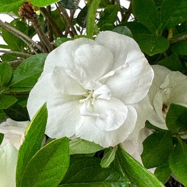 Blooming & Beautiful - Hardy Gardenia Azalea - 3 gal - Evergreen Flowering Shrub - Fragrant White Blossoms - Spring Blooms - Zones 7-9 - Rhododendron x Lynnwood 'Hardy Gardenia' - 3 Gallon