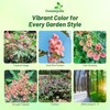 Outsidepride Bright Pink Castor Bean Seeds - 30 Pcs Annual