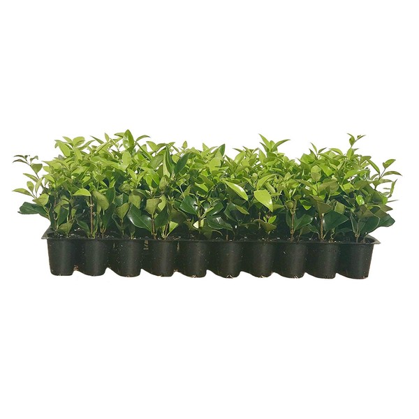 Ligustrum Waxleaf Privet - 20 Live Plants - Evergreen Privacy Hedge