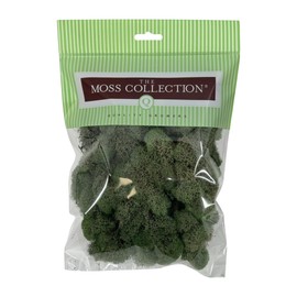 Preserved Reindeer Moss - Premium Decorative Moss for Crafts, Home Décor, Art, Design & DIY Projects - Real Moss- Non-Toxic - USA-Made (Basil, Small Size)