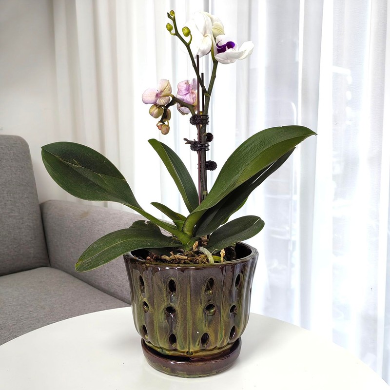 Grdthzey Ceramic Orchid Pots with Attached Saucer and Drainage Hole