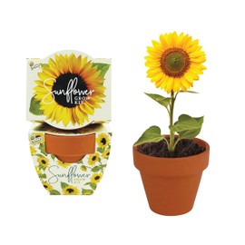 BUZZY Seeds Terracotta Mini Grow Pots | Herb, Plant, Flower Starter Kit for Kids & Adults | Assorted 12-Pack, Daydream Collection Sunflower | Guaranteed to Grow | Best Indoor Grow Your Own Plant