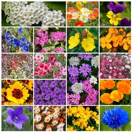 Park Seed Grow Your Own Vibrant Annual and Perennial Wildflower Garden Seeds Mixture, Easy to Grow Varieties for Pollinators and Spring Gardens - Low Growing Mix, 1/4 lb