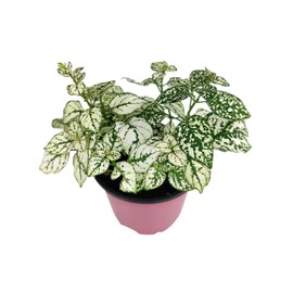 Hypoestes Phyllostachya Splash White (4" Grower Pot) - Easy to Grow, Low Maintenance Houseplant - Live Healthy Houseplant for Home Office Decoration - Colorful Foliage Indoor Plant