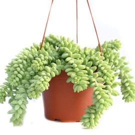 Live Succulent Plants Vining Succulent Collection- Fully Rooted Large 6-Inch Hanging Succulent (String of Pearls, Burro's Tail)