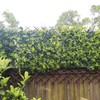 GLANT Lattice Fence Willow Expandable Plant Climbing Lattices Trellis Fence,Open