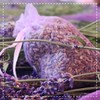 Biotiva Lavender Flowers Whole Organic 100g - Blue - Best