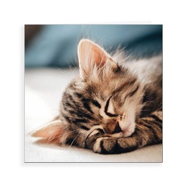 Piccadilly Greetings Phototgraphic Blank Card Kitten - 160 mm sq