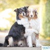 YES4QUALITY Flirt Pole for Dogs - Safe & Strong for