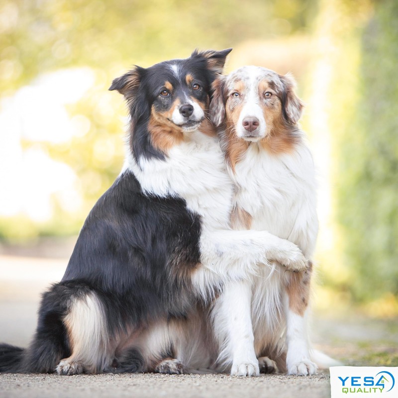 YES4QUALITY Flirt Pole for Dogs - Safe & Strong for