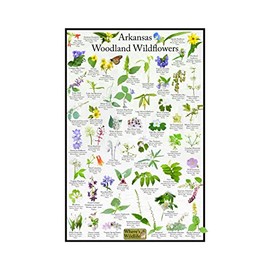 Arkansas Woodland Wildflower Identification Guide | Picture ID Poster for Common Forest Flowers (8" x 12")