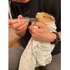 Sherwood Pet Health Guinea Pig Emergency Kit (Small) with Timothy