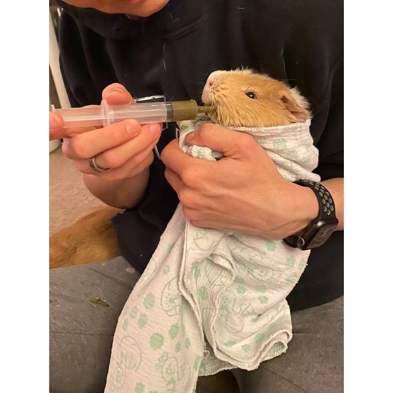 Sherwood Pet Health Guinea Pig Emergency Kit (Small) with Timothy