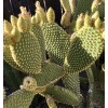 Cactus BUNNY EARS CACTUS OPUNTIA MICRODASYS 5 Pads For $11.00