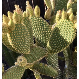 Cactus BUNNY EARS CACTUS OPUNTIA MICRODASYS 5 Pads For $11.00