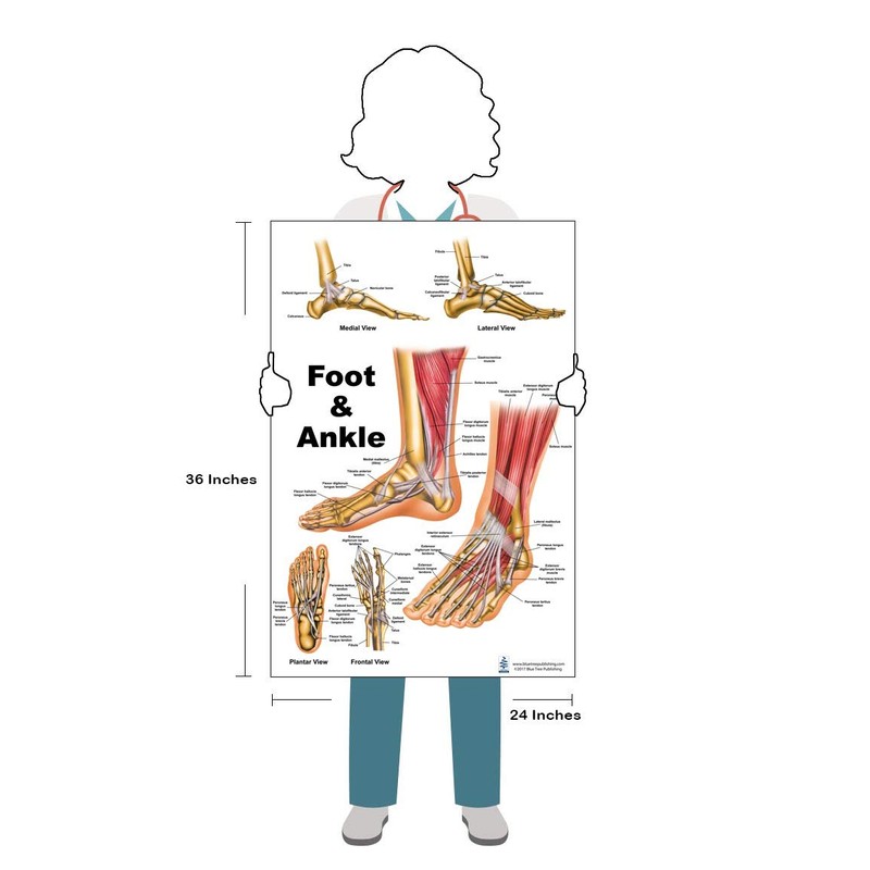Blue Tree Publishing Foot and Ankle, Hand and Wrist Anatomical