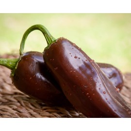 Brown Jalapeno Pepper Premium Seed Packet Record Hottest in The World + More