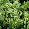 Outsidepride Fava Bean Cover Crop Seed - 1 LB