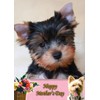 Yorkie/Yorkshire Terrier Dog Mothers Day Card