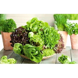 Seeds4planting - Seeds Indoor Lettuce Balcony Mix for Salad Non GMO Heirloom for Planting