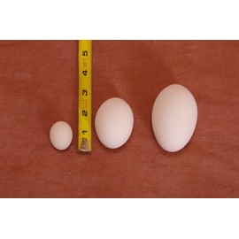 Incubator Warehouse Ceramic Nest Egg (Single Egg, White, Medium (Chicken))
