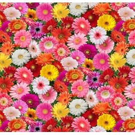 Generic Burstt of Color Multi Gerbera Daisies 700 Cotton Fabric Elizabeth Studio