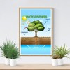 FHJ Photosynthesis Process Poster - Science Biology Anatomy Educational -