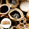 VANZACK 100 Natural Reeds for Bee Hotels - Refillable Nesting