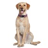 2 Pack Valentine's Day Dog Collar Adjustable Love Heart Small