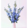 TomorrowSeeds Light Blue Rocket Larkspur Seeds | Delphinium Consolida Ajacis