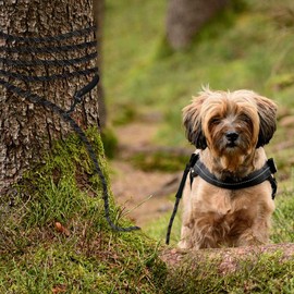 Taglory Dog Check Cord/Tie Out, Long Rope Leash for Dog Training, 15/30/50/66 FT Reflective Heavy Duty Lead for Large Medium Small Dogs Walking, Camping or Backyard, Black/Orange
