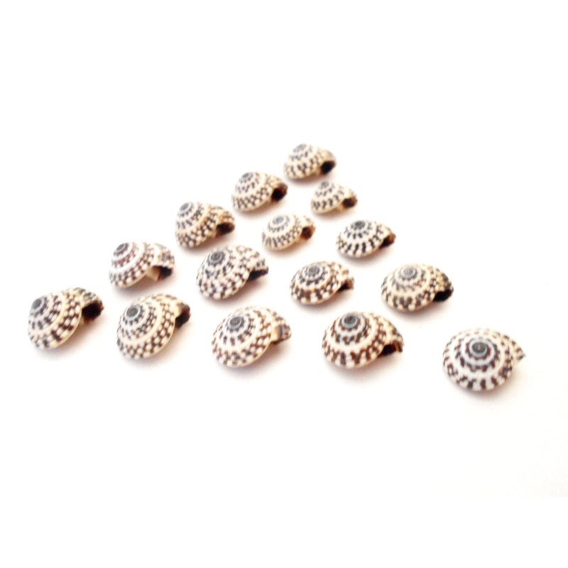 Florida Shells and Gifts Inc. 12 tiny Heliacus Snail Mini