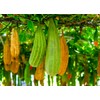 Luffa Sponge Gourd 10 Non-GMO Seeds for Planting Chinese Okra