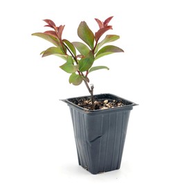 1 Red Rocket Crepe Myrtle, Live Plant (Lagerstroemia Indica) – Vibrant Red Blooms, Thriving in 2.5” Nursery Cubes