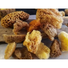 Natural Sea sponge Mix Artist combination pack 12ct