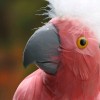 20" Super Large Artificial Feathered Pink Cockatoo