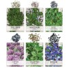Seed Needs Culinary Herb Seed Collection for Planting an Indoor