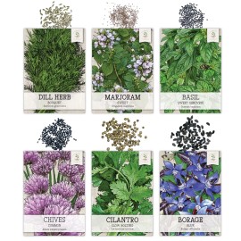 Seed Needs Culinary Herb Seed Collection for Planting an Indoor / Outdoor Herb Garden