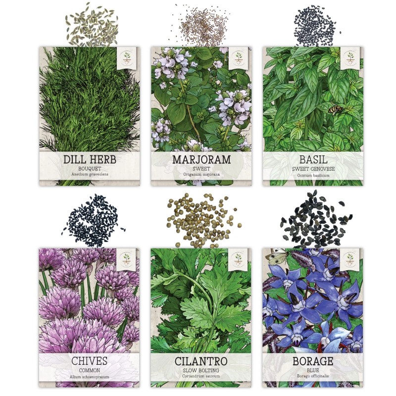Seed Needs Culinary Herb Seed Collection for Planting an Indoor