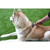 Rosewood Soft Protection Moult Stoppa, Professional Grooming Brush for Dogs