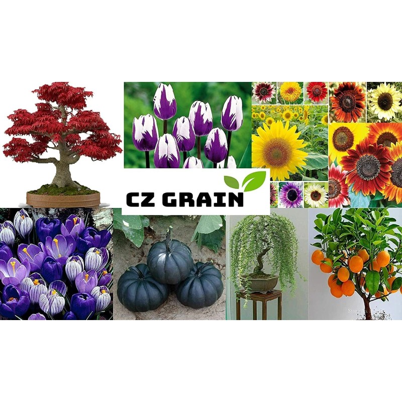 CZ Grain 20 Cinderella Pumpkin Seeds for Planting
