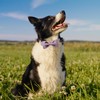 ARING PET Bow Tie Dog Collar Velvet Dog Collars with