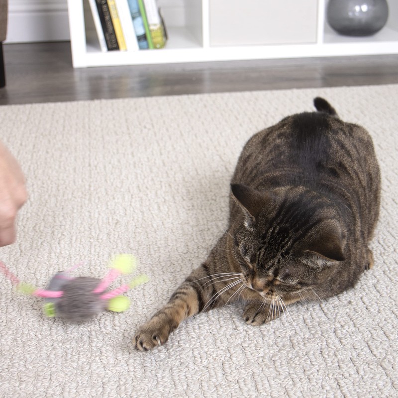 SmartyKat Juguetes elásticos para gatos y Gatitos, fomenta el Ejercicio,