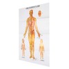 Chinese and English Acupoint Wall Chart Front Large Size Comprehensive