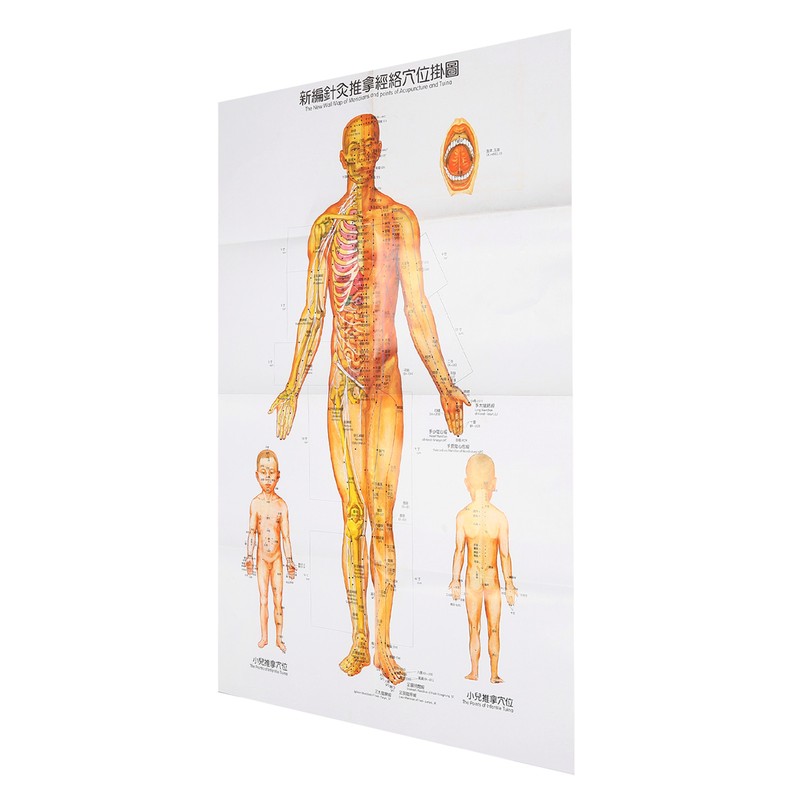 Chinese and English Acupoint Wall Chart Front Large Size Comprehensive