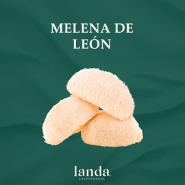 LANDA Extracto en Polvo de Melena de León Orgánico 100g Orgánico 10:1 Potente Apoyo Cognitivo Neuroprotector Mejora Memoria Concentración Salud Nerviosa Libre de Aditivos