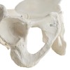MediTrainer Life-Size Female Pelvis Skeleton Model with Elastic Cords