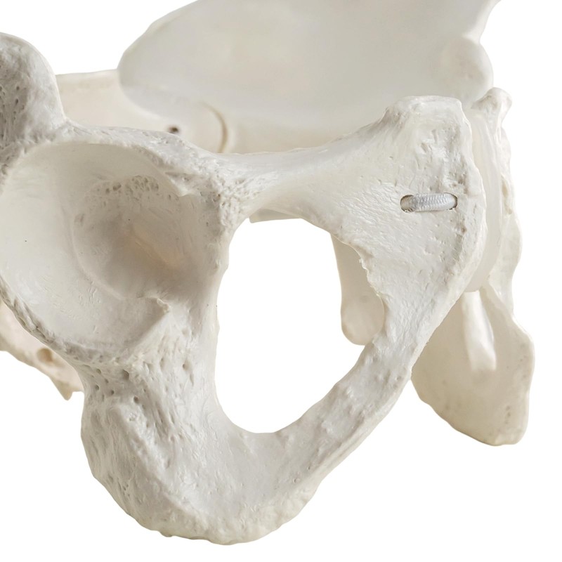 MediTrainer Life-Size Female Pelvis Skeleton Model with Elastic Cords