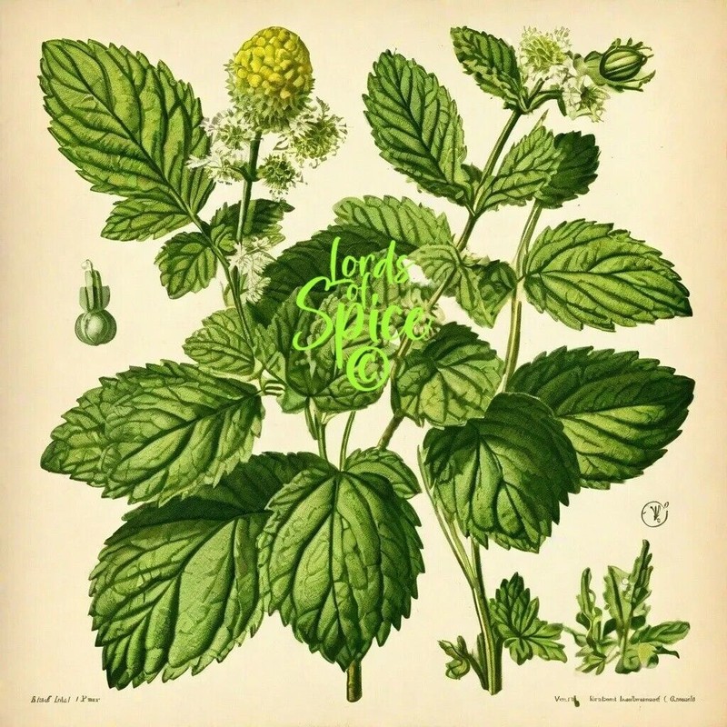 100% Pure Constipation Support - All Natural Herbal Blend -