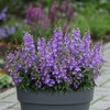 Eden Brothers Angelonia Seeds - Serena Blue